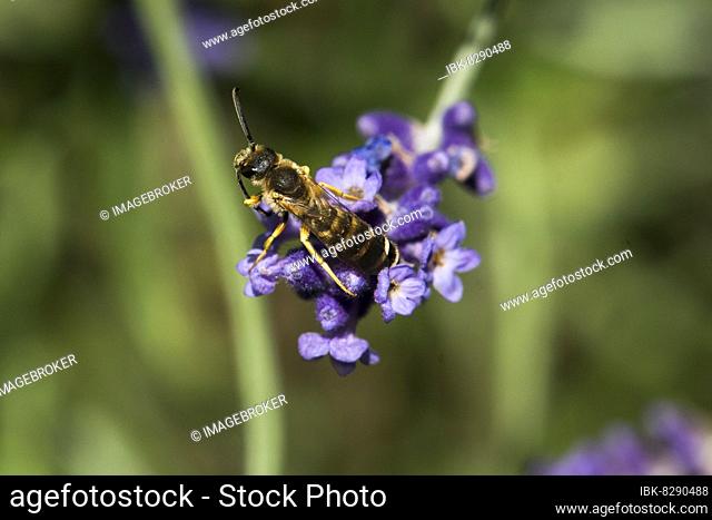 Sweat bee (Halictus scabiosae), male cleaning antennae, lavender (Lavandula), Solothurn, Switzerland, Europe