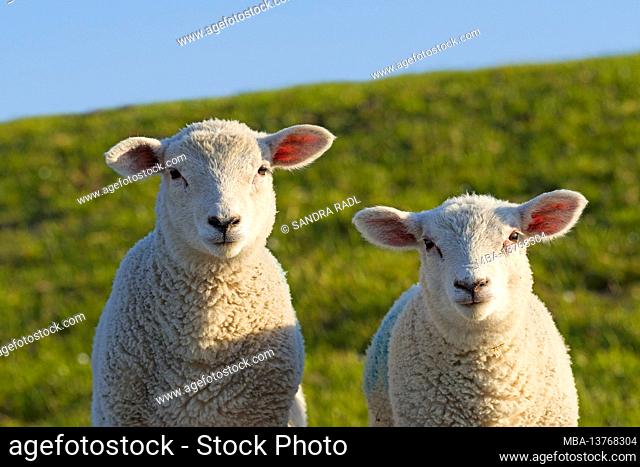 Sheep couple on the dike, Westerhever, Eiderstedt peninsula, Schleswig-Holstein Wadden Sea National Park, Germany, Schleswig-Holstein, North Sea coast