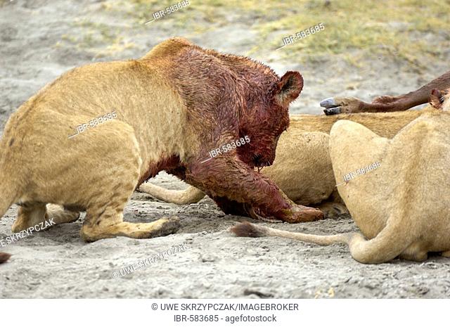 Lion (Panthera leo) morning hunt, blood smeared lion sitting overeaten next to the kill, Ngorongoro Crater, Tanzania