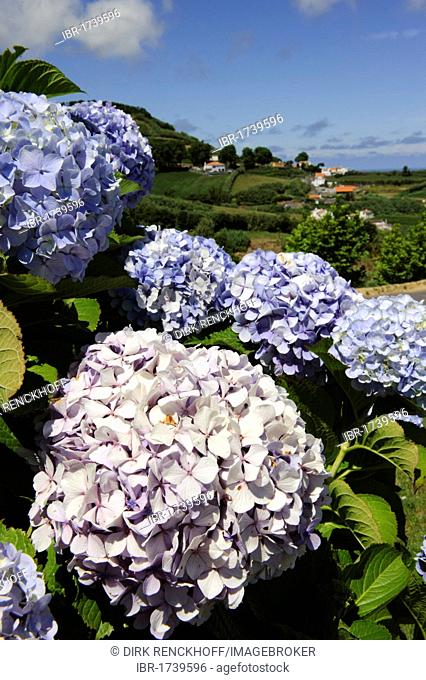 Hydrangea (Hydrangea) in Remedios on the island of Sao Miguel, Azores, Portugal