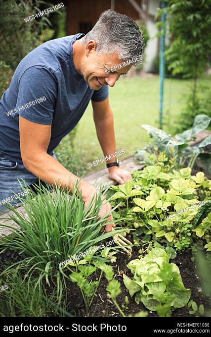 Smiling mature man planting on raised bed at back yard