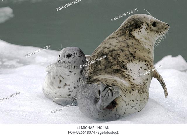 Harbour Seal Phoca vitulina mother and pup on ice calved from the Sawyer Glaciers in Tracy Arm, Southeast Alaska, USA. Pacific Ocean