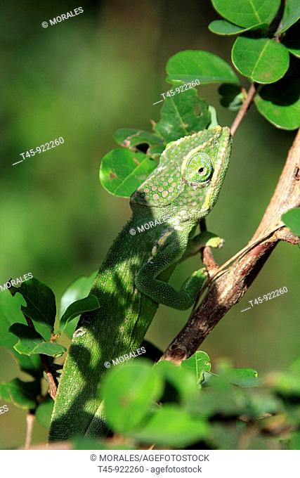Mayotte Chameleon (Furcifer polleni), male. Mayotte, Comoros archipelago, France