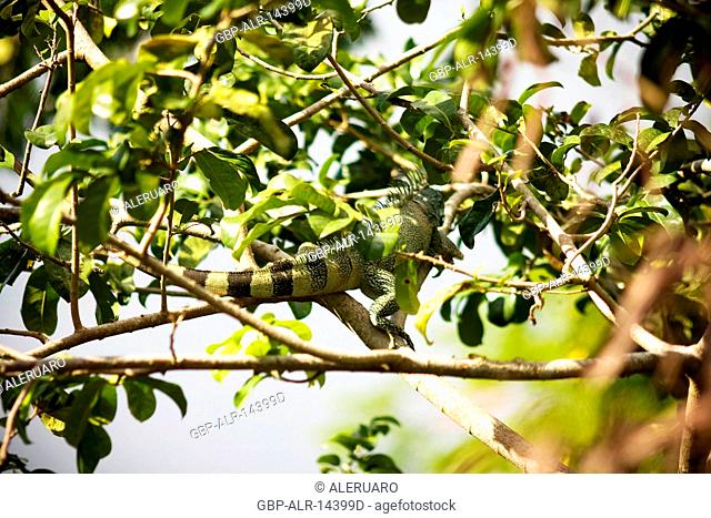 Chameleon, Tree, Novo Airão, Amazonas, Brazil