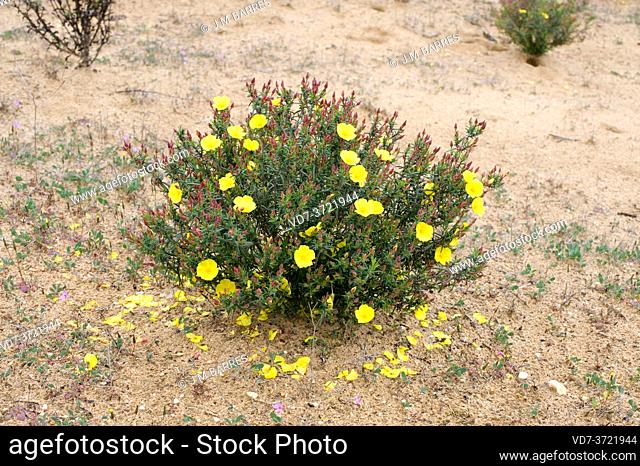 Jaguarzo amarillo (Halimium calycinum) is a shrub native to south Iberian Peninsula and northwestern Africa. This photo was taken in Coto de Donana National...