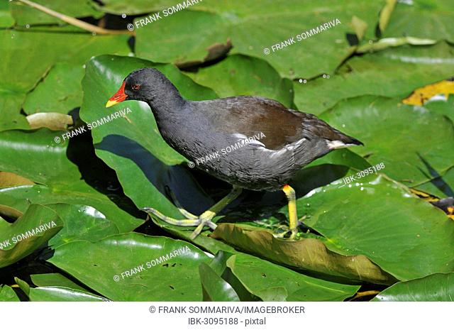 Common Moorhen or Swamp Chicken (Gallinula chloropus), walking on the leaves of a water lily (Nymphaea alba), Saxony, Germany