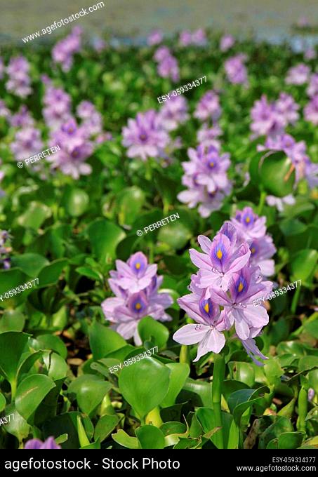 Beautiful water hyacinths growing at lake Begnas, lake near Pokhara. Spring scene