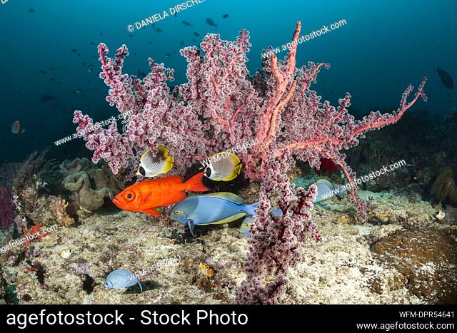 Colored Coral Fishes, Priacanthus hamrur, Raja Ampat, West Papua, Indonesia