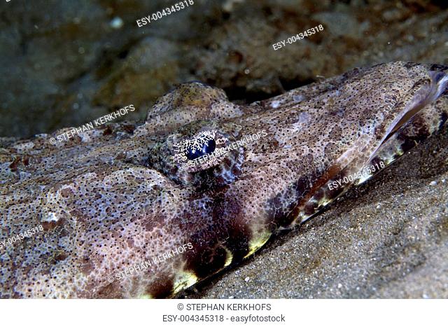 Close-up of an indian ocean crocodilefish papilloculiceps longiceps