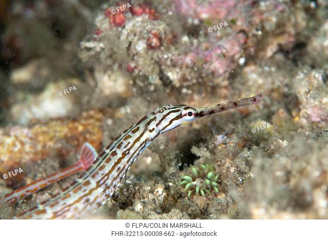 Schultz's Pipefish (Corythoichthys schultzi) adult, close-up of head, Lembeh Straits, Sulawesi, Sunda Islands, Indonesia, September