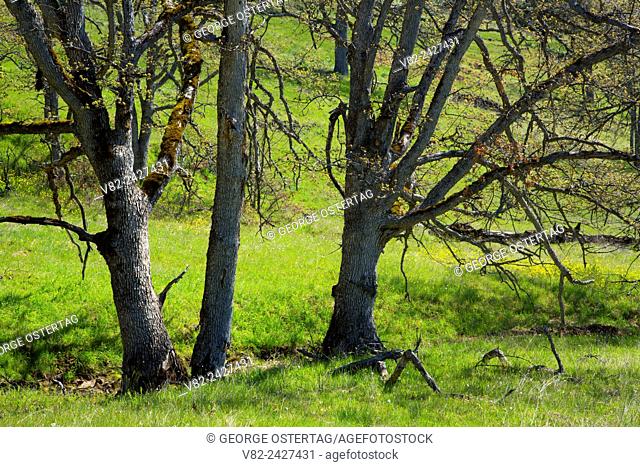 Oregon oak woodland, Catherine Creek Day Use Area, Columbia River Gorge National Scenic Area, Washington