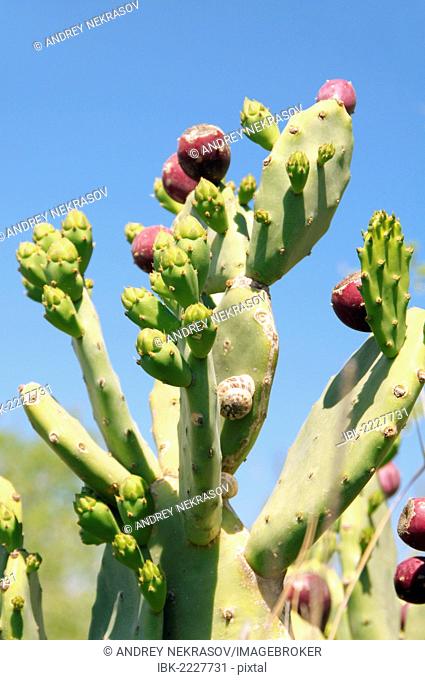 Indian fig opuntia, Barbary fig, or Prickly pear (Opuntia ficus-indica) with ripe fruits, Tunis, Africa