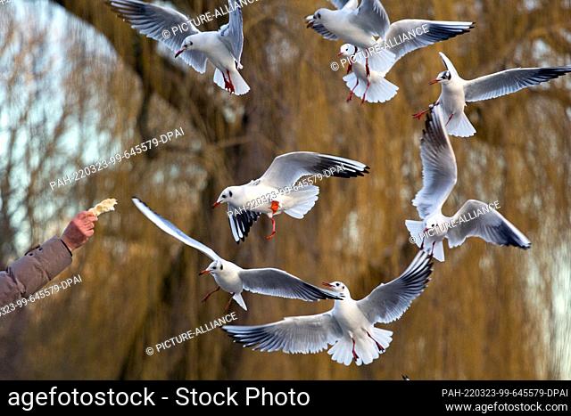 21 January 2022, Berlin: Gulls (Laridae) are fed at the Landwehr Canal. Photo: Hauke Schröder/dpa-Zentralbild/ZB. - Berlin/Berlin/Germany