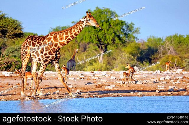Trinkende Giraffe, Etosha-Nationalpark, Namibia, (Giraffa camelopardalis) | Drinking giraffe, Etosha National Park, Namibia, (Giraffa camelopardalis)