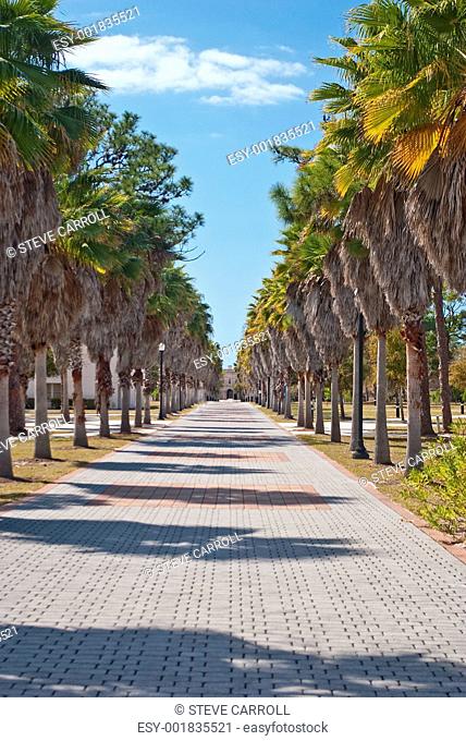 Palm Tree Lined Walkway