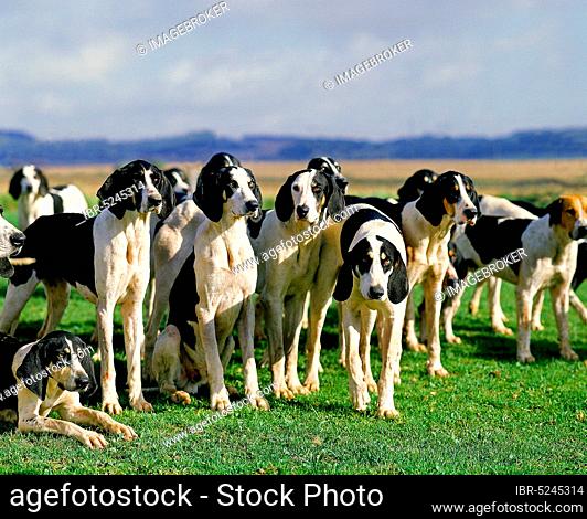 Large Anglo-French White and Black Hound, pack for fox hunting