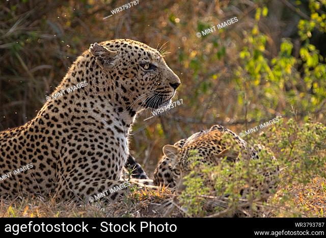 A male and female leopard, Panthera pardus, lie together in the grass