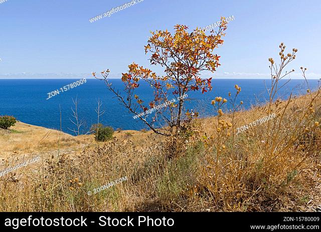 Lonely tree with yellowed foliage against the background of the sea and sky. Cape Meganom, Crimea, a sunny day in September