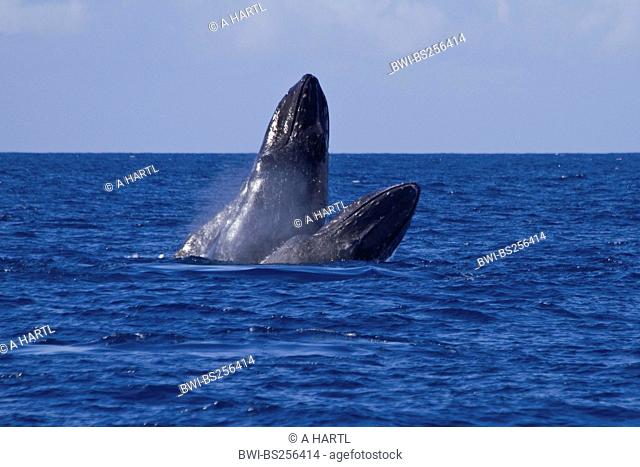 humpback whale Megaptera novaeangliae, two individuals emerging, USA, Hawaii, Maui