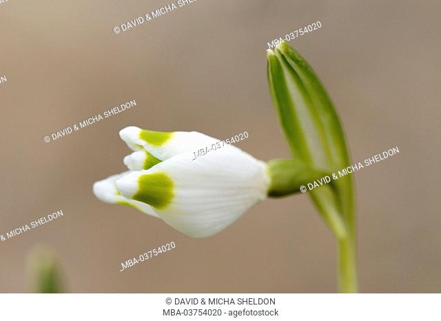 Spring Snowflake, Leucojum vernum, blossom, close-up