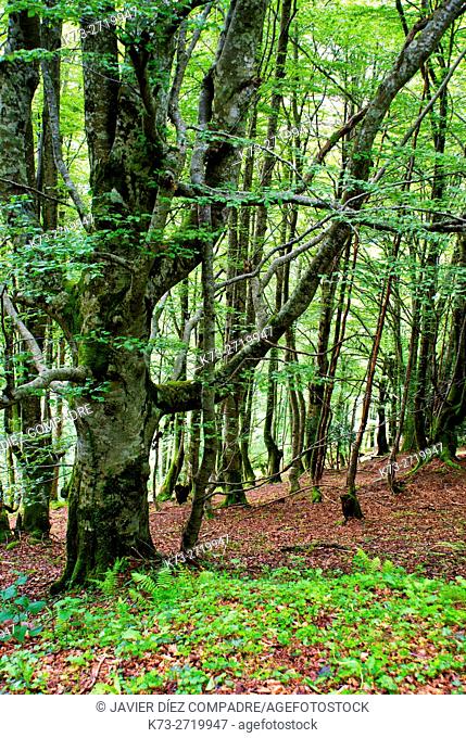 Beechwood. Saja-Besaya Natural Park. Cantabria. Spain