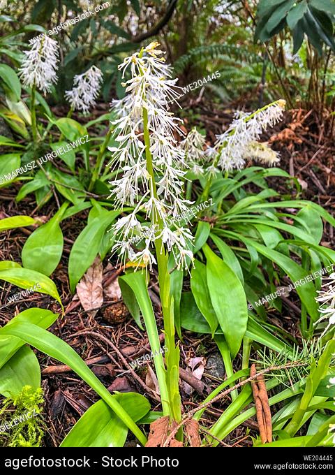 Ypsilandra thibetica is an evergreen perennial to about 30cm with strap-shaped leaves turning bronzy in winter. The fragrant flowers