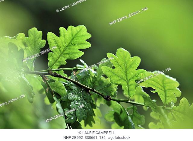 Sessile / Durmast Oak (Quercus petraea) leaves on low branch in rain, Drippan wood, Glen Finglas, Woodland Trust Reserve