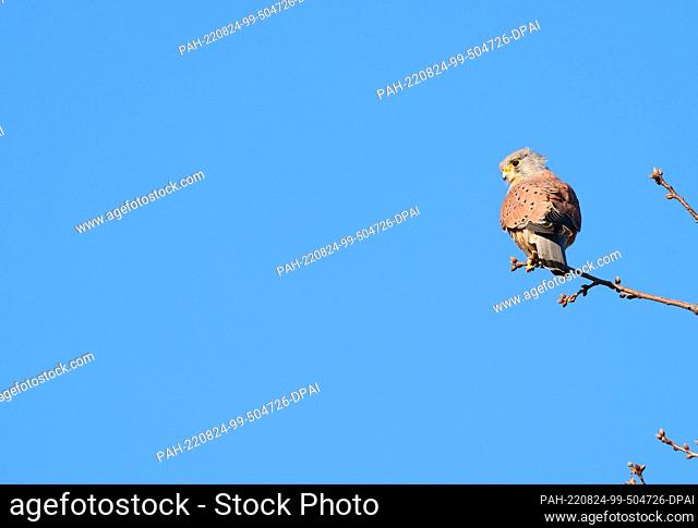 10 March 2022, Berlin: 10.03.2022, Berlin. A kestrel (Falco tinnunculus) sits on a branch in the crown of a tree while hunting for mice at Domaene Dahlem - an...