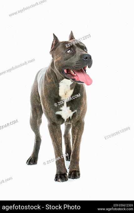 Beautiful american staffordshire terrier dog. Tiger blue color male pet. Isolated on white background