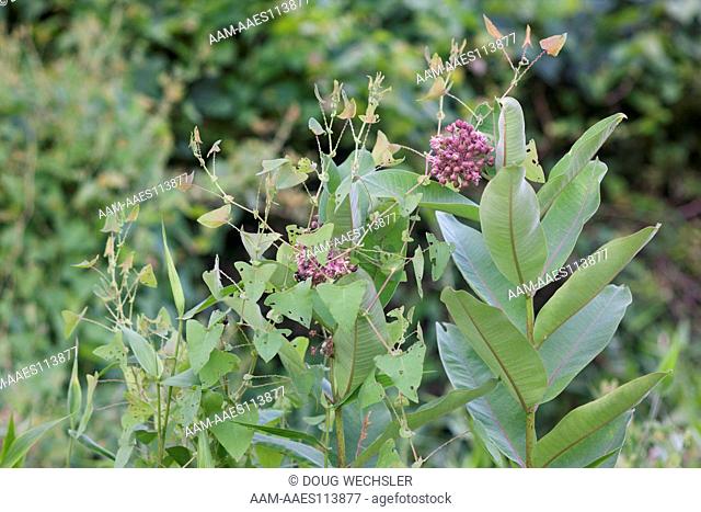 Mile-a -minute growing on Commom Milkweed; Polygonum perfoliatum on Ascelpias syriaca; PA, Philadelphia, Schuylkill Center