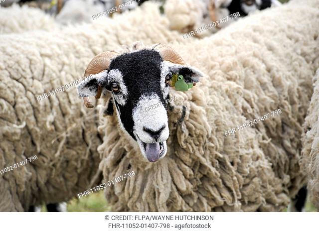 Domestic Sheep, Swaledale, calling at show, Royal Highland Show, Ingliston, Edinburgh, Scotland, June 2015