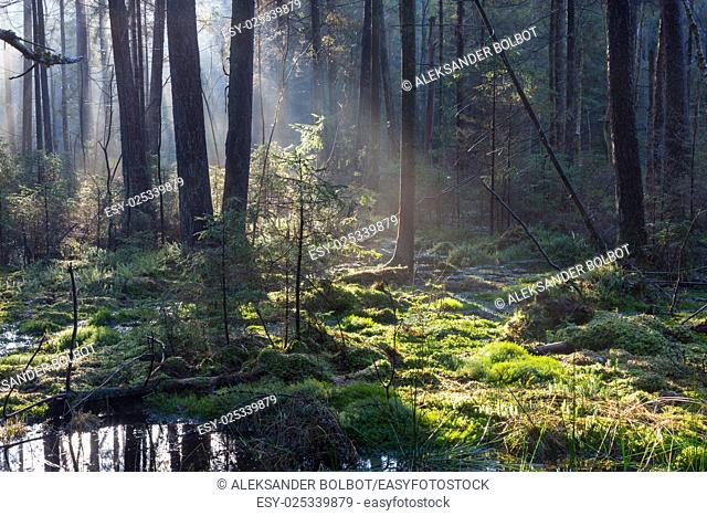 Natural coniferous stand of Landscape Reserve in morning with sunlight entering, Bialowieza Forest, Poland, Europe