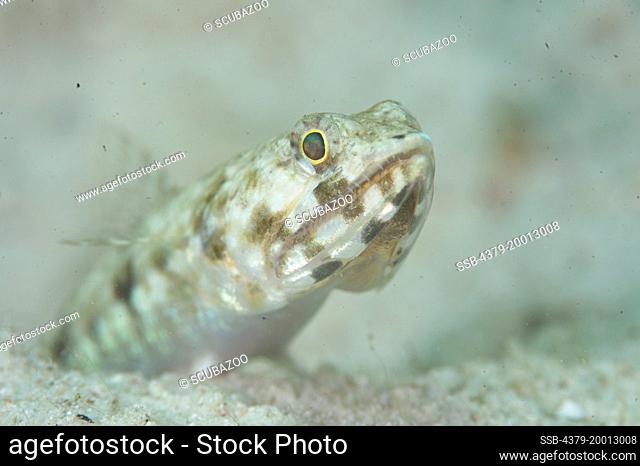 On the sea bed, a Lizardfish, Parapercis sp, awaits its next meal, Mabul, Sabah, Malaysia, Borneo