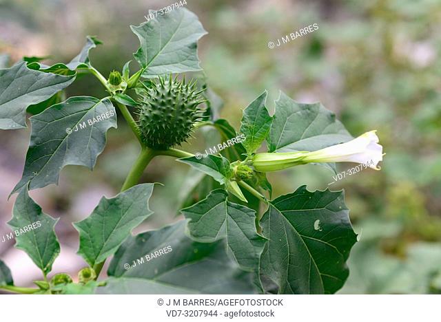 Jimson weed or thorn apple (Datura stramonium) is an annual hallucinogen plant native to Mexico but naturalized in others temperate regions
