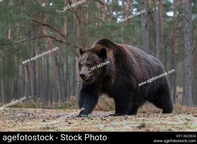 European Brown Bear / Europaeischer Braunbaer ( Ursus arctos ), impressive adult, standing on a clearing at the edge of coniferous woods.
