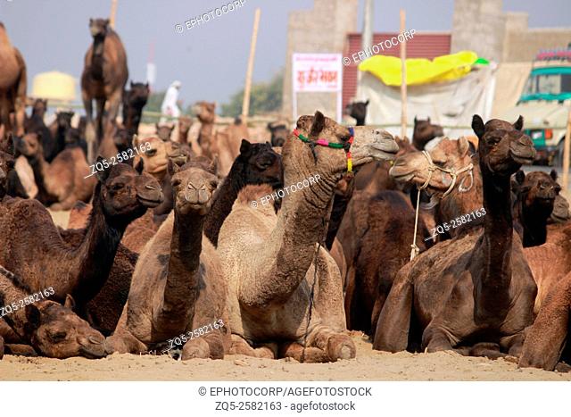 Camel vendor with camels for sale, Pushkar fair, Rajasthan, India