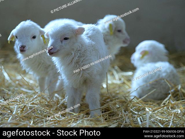 15 March 2021, Brandenburg, Roskow: Skudden lambs born in March 2021 stand on straw in the barn at the Skuddenhof in the Roskow district of Weseram