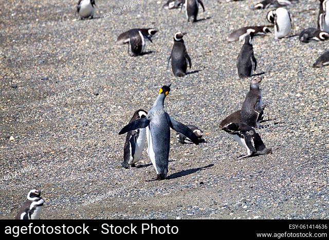 King penguin on Martillo island beach, Ushuaia. Tierra del Fuego national park. Chilean wildlife