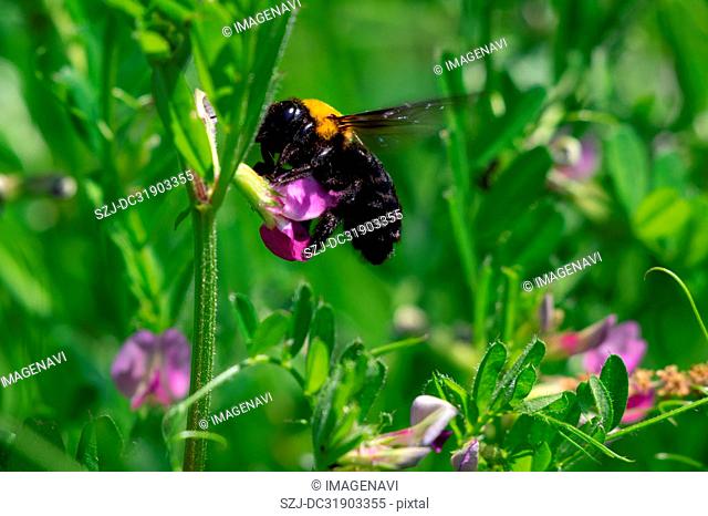 Vetch and carpenter bee