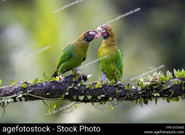 Brown-hooded parrots (Pyrilia haematotis) courtship preening - La Laguna del Lagarto Eco-Lodge, Boca Tapada, Costa Rica