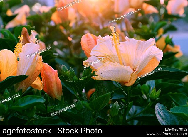Abstract wild flowers on roadside at sunset, rose mallow from hibiscus blooming in yellow with backlight in evening, plant with stamen, petal