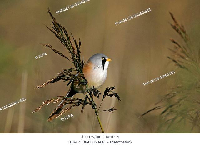 Bearded Tit Panurus biarmicus adult male, perched on reed stem, Strumpshaw Fen, River Yare, The Broads N P , Norfolk, England