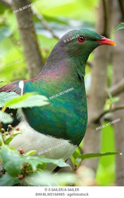 New Zealand pigeon Hemiphaga novaeseelandiae, portrait of an adult one sitting in a tree about to feed on berries, New Zealand, Southern Island