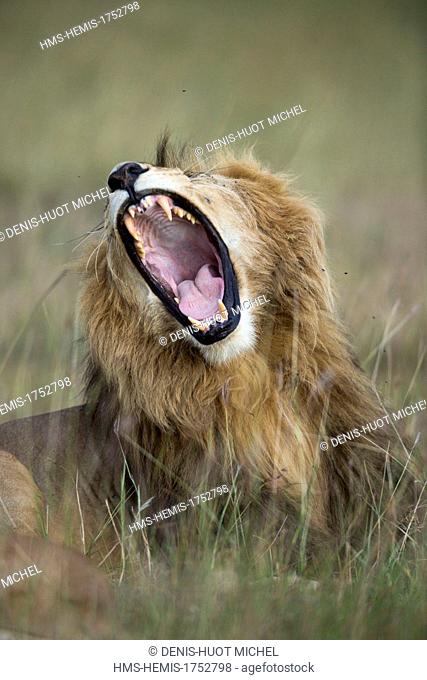 Kenya, Masai-Mara game reserve, lion (Panthera leo), male