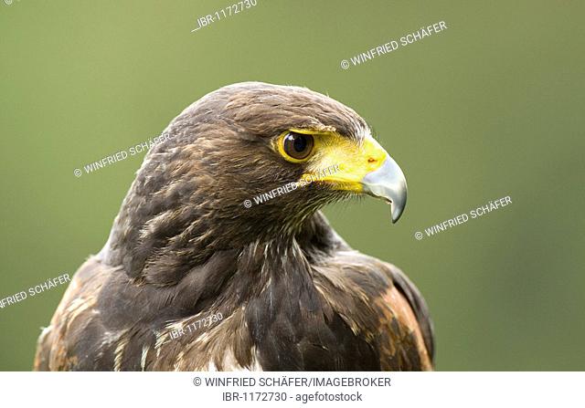 Harris's Hawk (Parabuteo unicinctus), Daun Wildlife Park, Rhineland-Palatinate, Germany, Europe