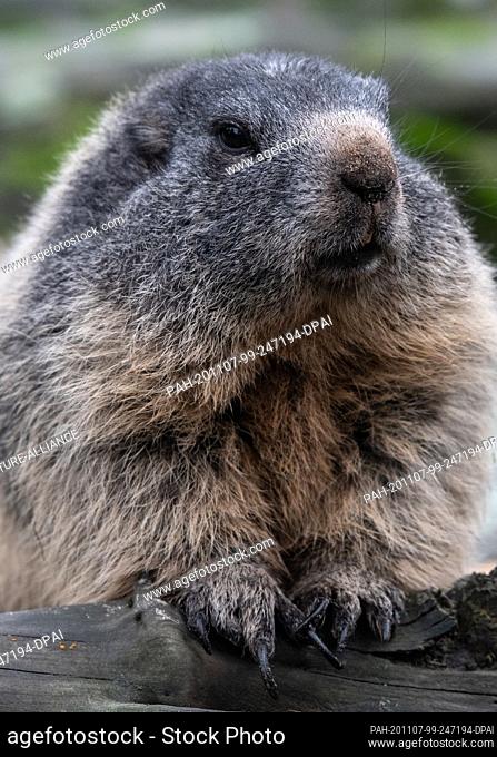 02 November 2020, Berlin: An alpine marmot relaxes in the Berlin Zoo. A four-week partial lockdown has begun throughout Germany to slow down the spread of the...