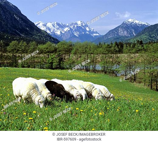 The black sheep, sheep herd grazing in meadow in springtime, mountain landscape near Eschenlohe, Upper Bavaria, Bavaria, Germany, Europe