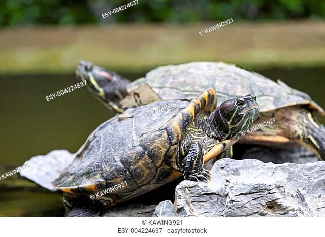 Close-up of tortoises