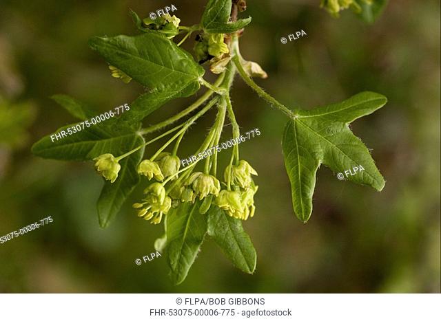Montpelier Maple Acer monspessulanum flowering, Sicily, Italy