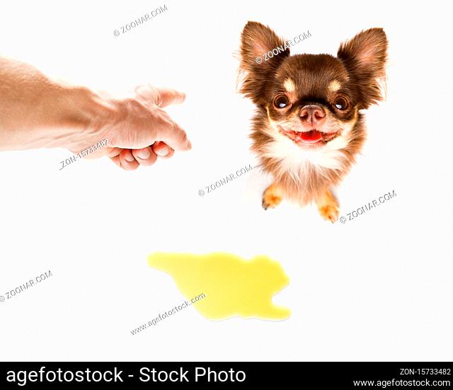 chihuahua dog being punished for urinate or pee at home by his owner, isolated on white background